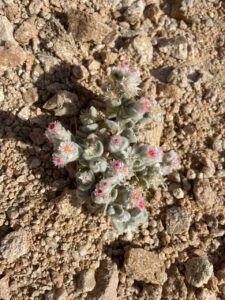 Desert flowers Namibia
