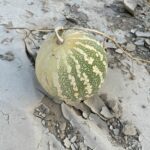 Acanthosicyos horridus is an unusual melon that is endemic to the Namib desert. In English it is known as Nara