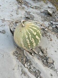 Acanthosicyos horridus is an unusual melon that is endemic to the Namib desert. In English it is known as Nara