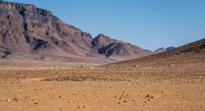 Wilde Bergzebras in der Namib