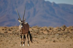 Oryx Antilope in der Namib